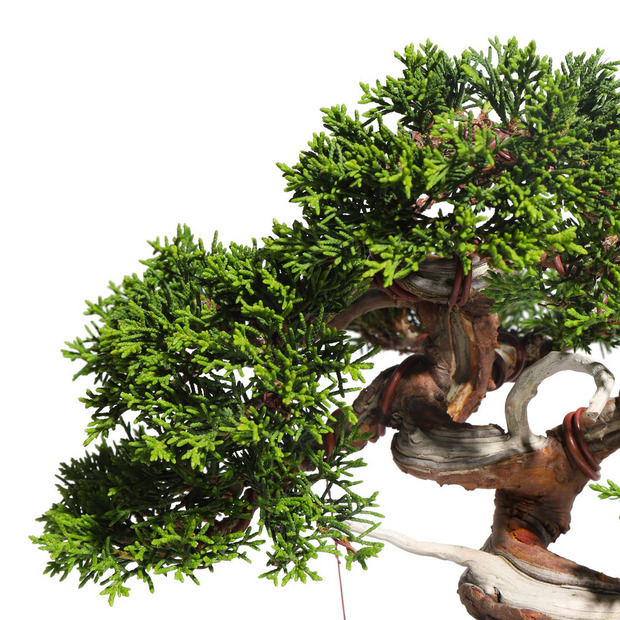 真柏　-Japanese Juniper-　（推定樹齢30年）-M0011- 詳細画像